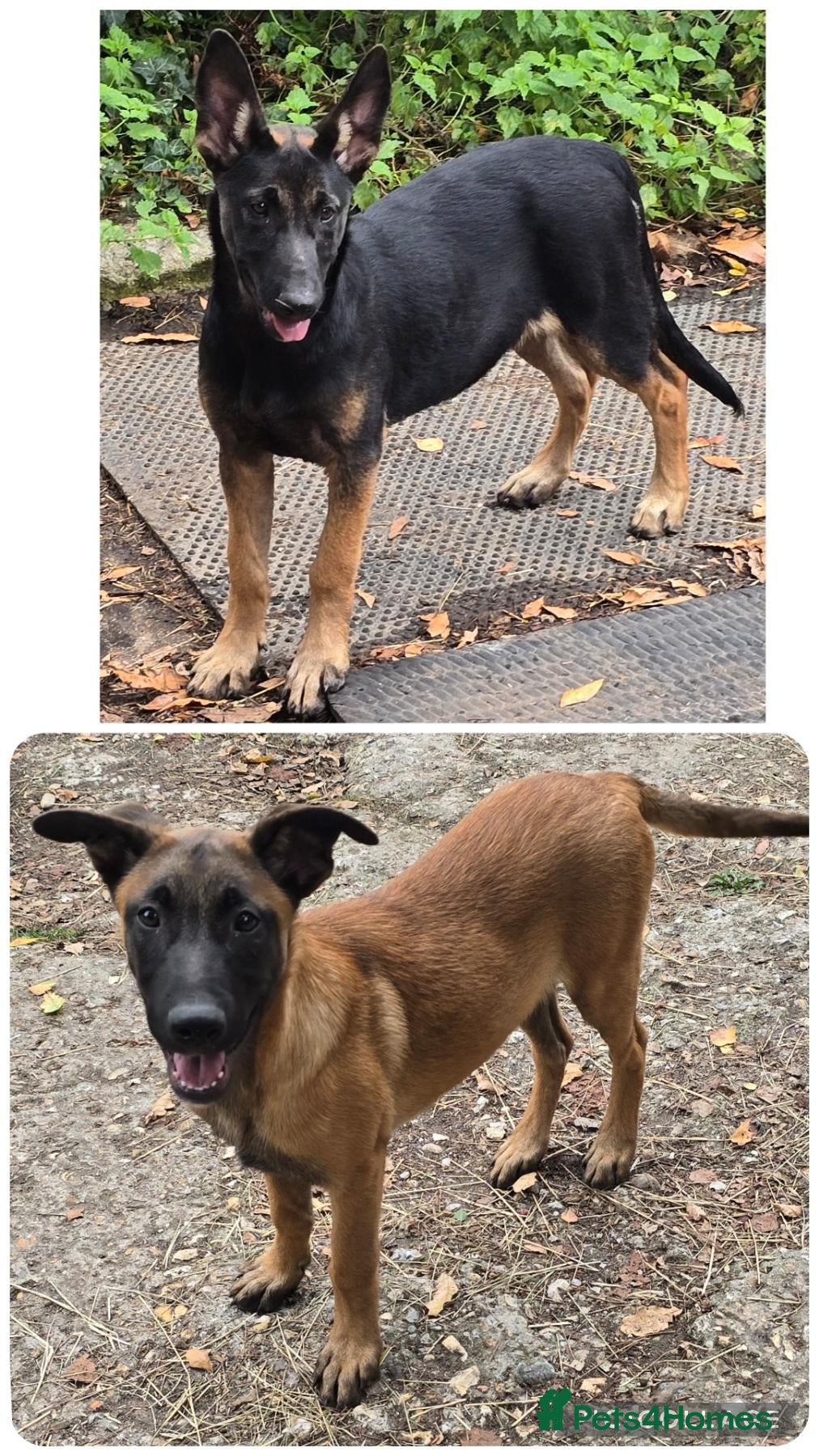 Belgian Shepherd Dog dogs Belgian malinois puppies KNVP working lines - Advert 14