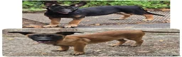 Belgian Shepherd Dog dogs for sale: LAST GIRL Belgian malinois puppies KNVP  - Advert 3