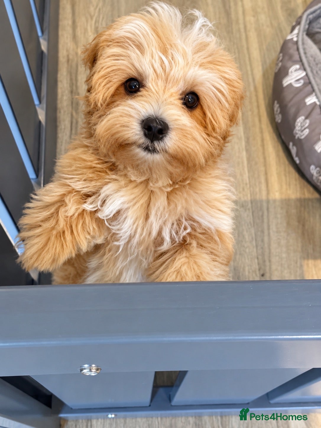 Maltipoo dogs Maltipoo Baby Boy - Advert 1