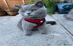 British Shorthair cats for sale: Stunning British Short Hair for Sale - Image 4