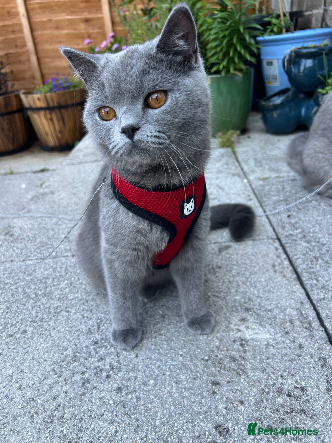 British Shorthair cats for sale: Stunning British Short Hair for Sale - Image 4