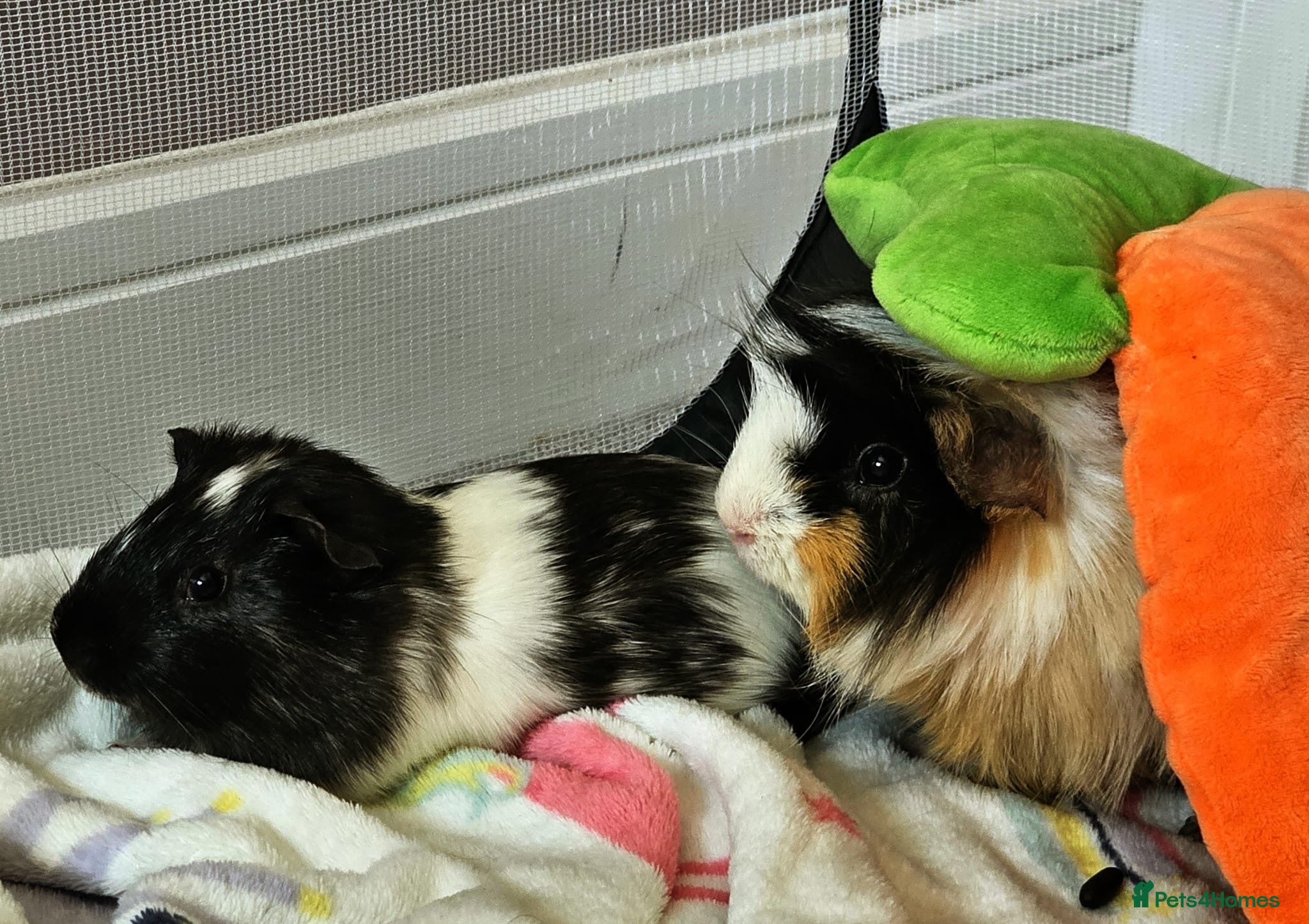 Guinea Pig rodents 2 Bonded Male Guinea Pigs looking for forever home - Advert 2
