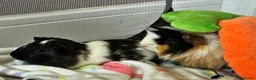 Guinea Pig rodents for sale: 2 Bonded Male Guinea Pigs looking for forever home - Advert 2