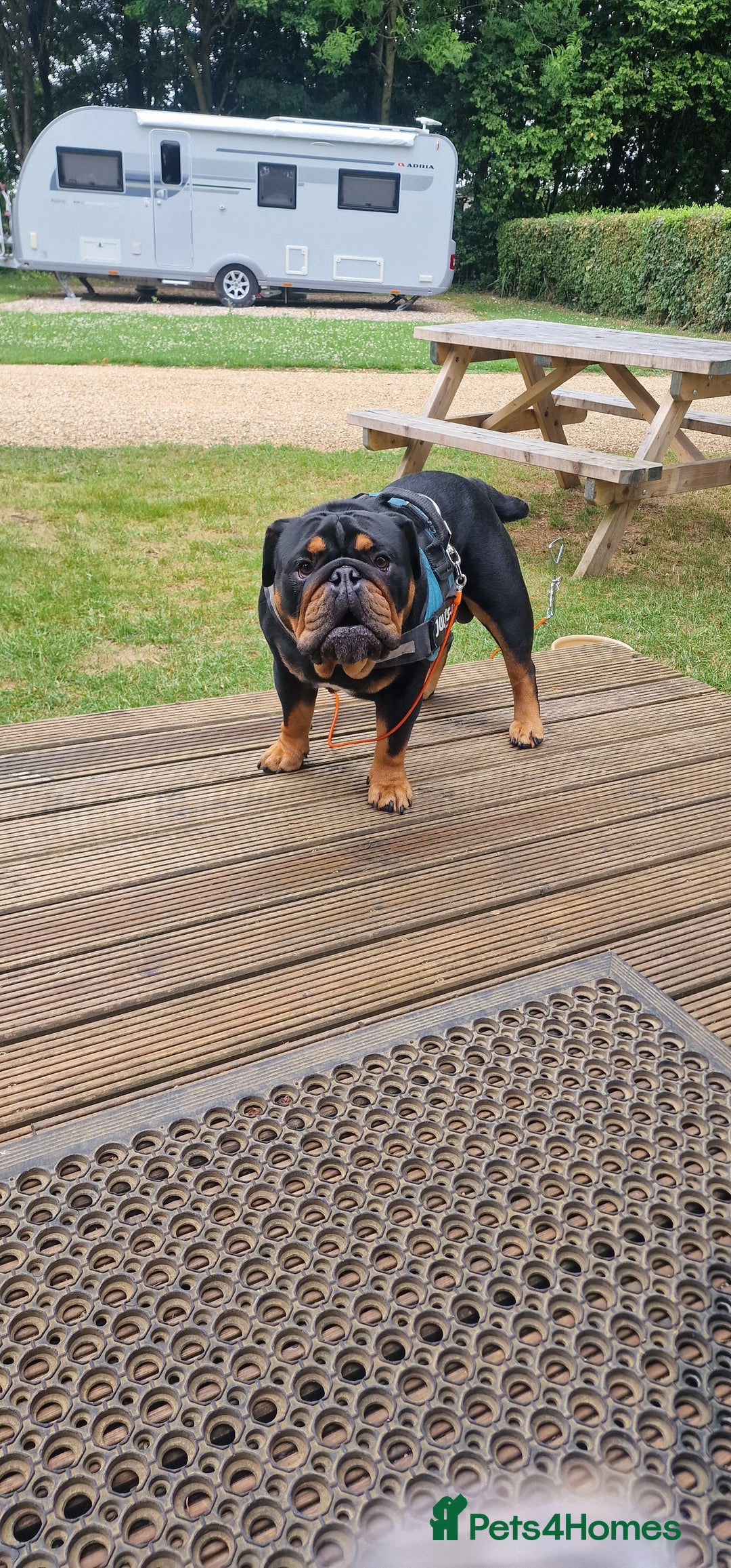 English Bulldog dogs for stud: English bulldog black and tan for stud - Image 6