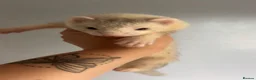 Ferret rodents for sale: Ferret kits for sale - Advert 8