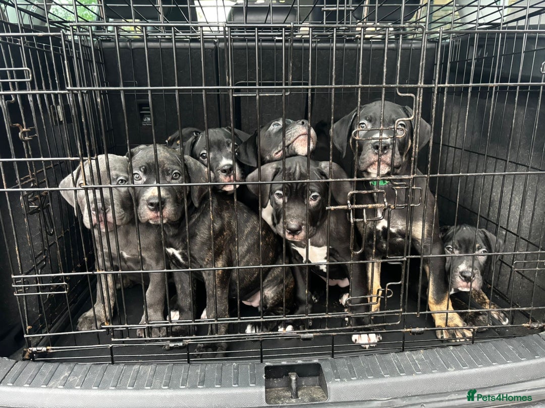 Mixed Breed dogs for sale: Came corso X American bulldog - Advert 8