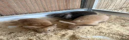 Lionhead rabbits for sale: Baby rabbits  in Peterlee - Advert 1