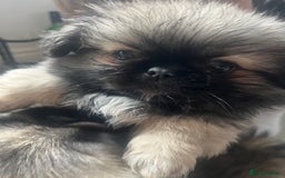Pekingese dogs for sale: PEEKAPOM (Pekingese/Pomeranian) LAST GIRL LEFT - Image 6