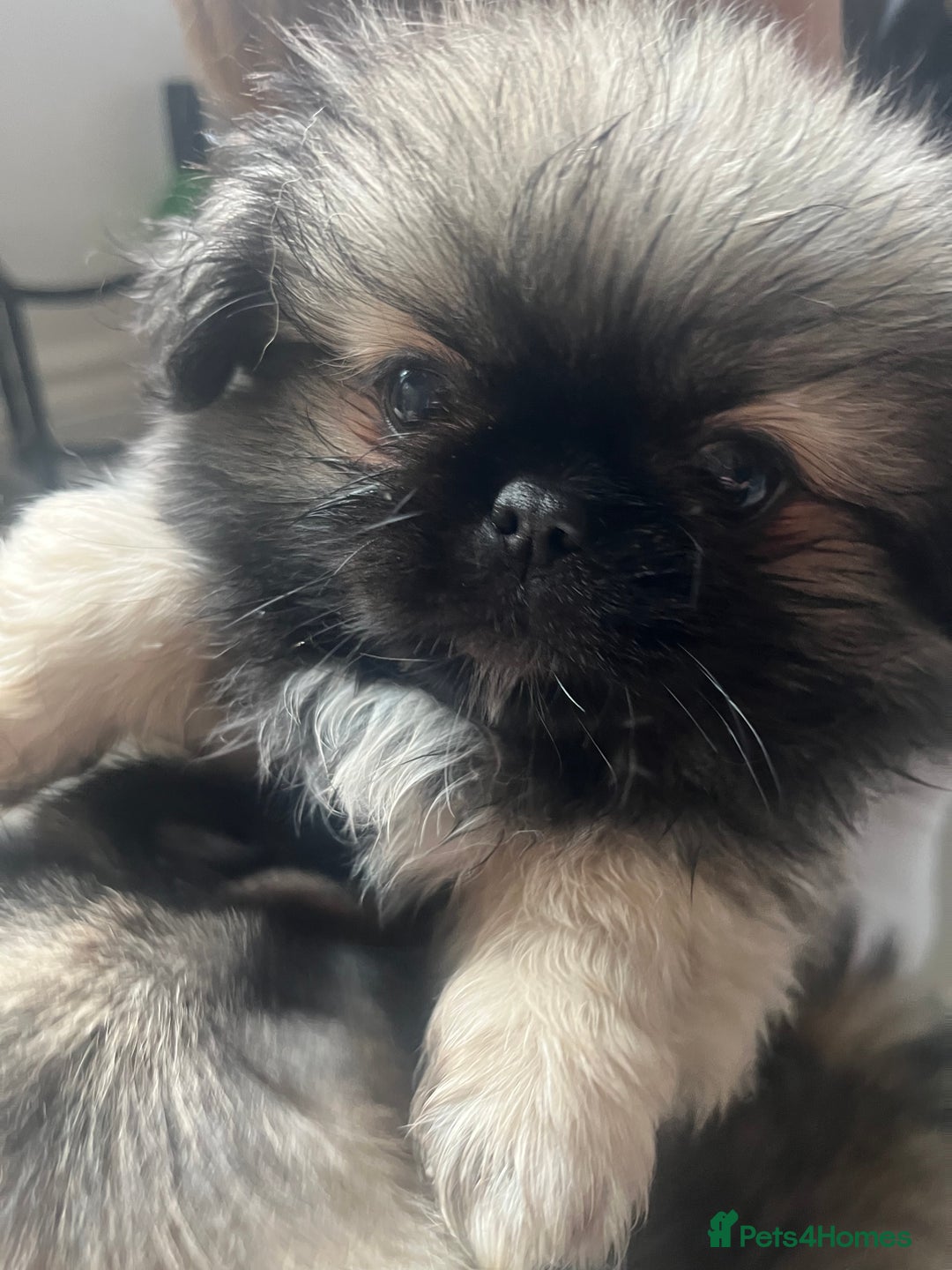 Pekingese dogs for sale: PEEKAPOM (Pekingese/Pomeranian) LAST GIRL LEFT - Image 6