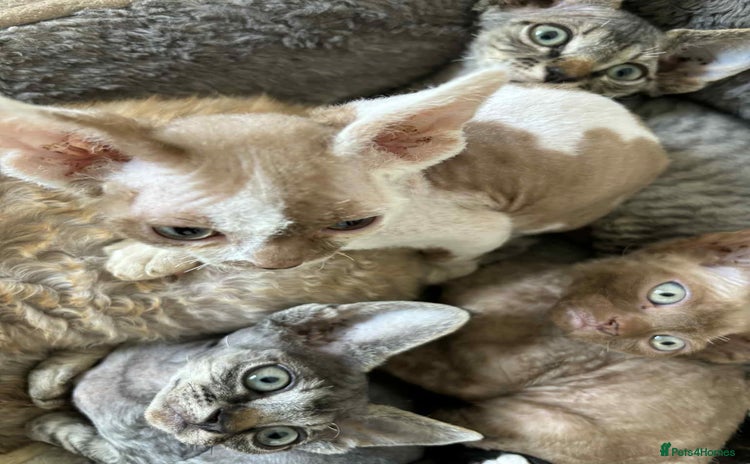 Devon Rex cats - Advert 1