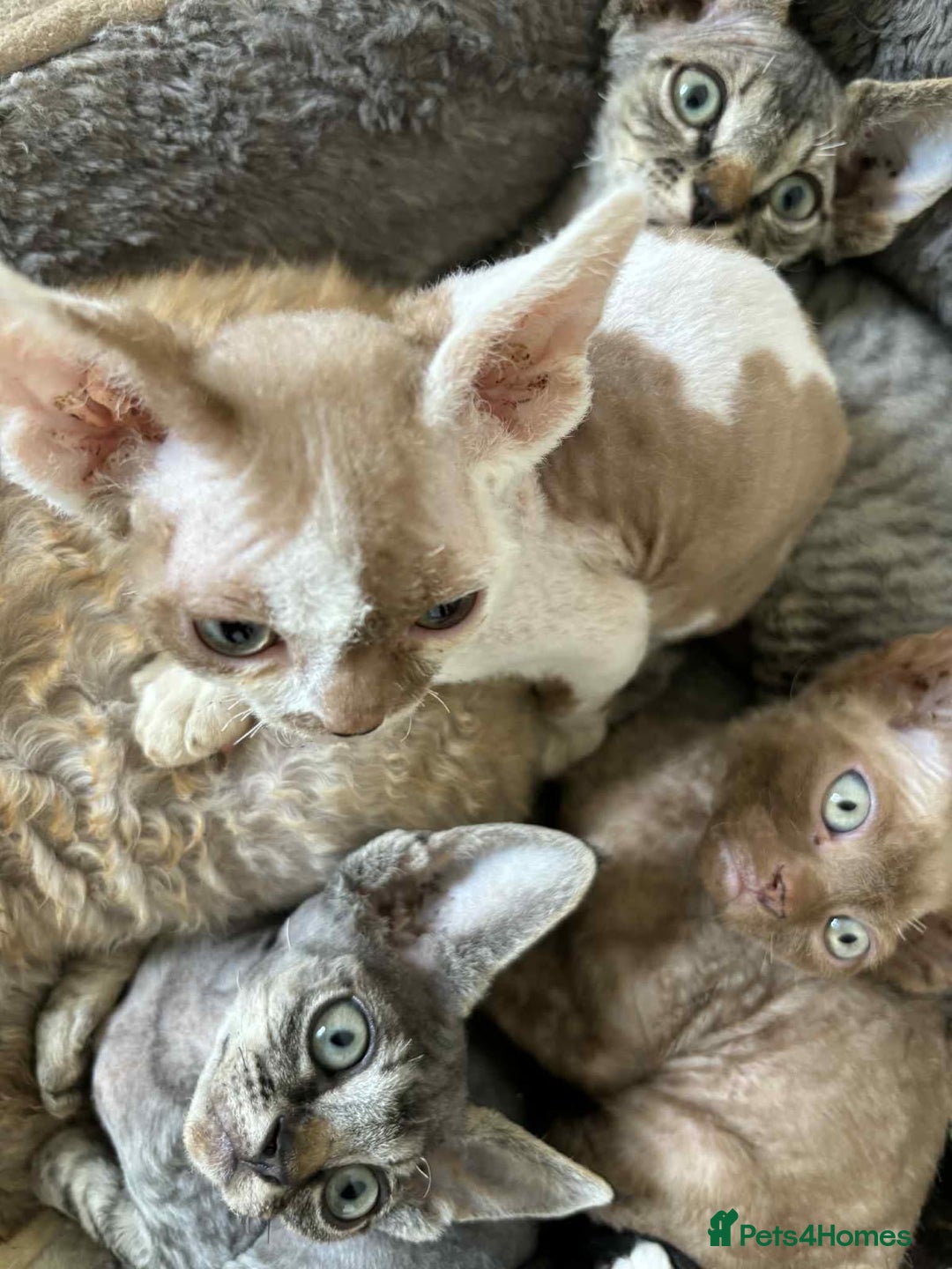 Devon Rex cats for sale: Devon Rex Kittens - Image 1