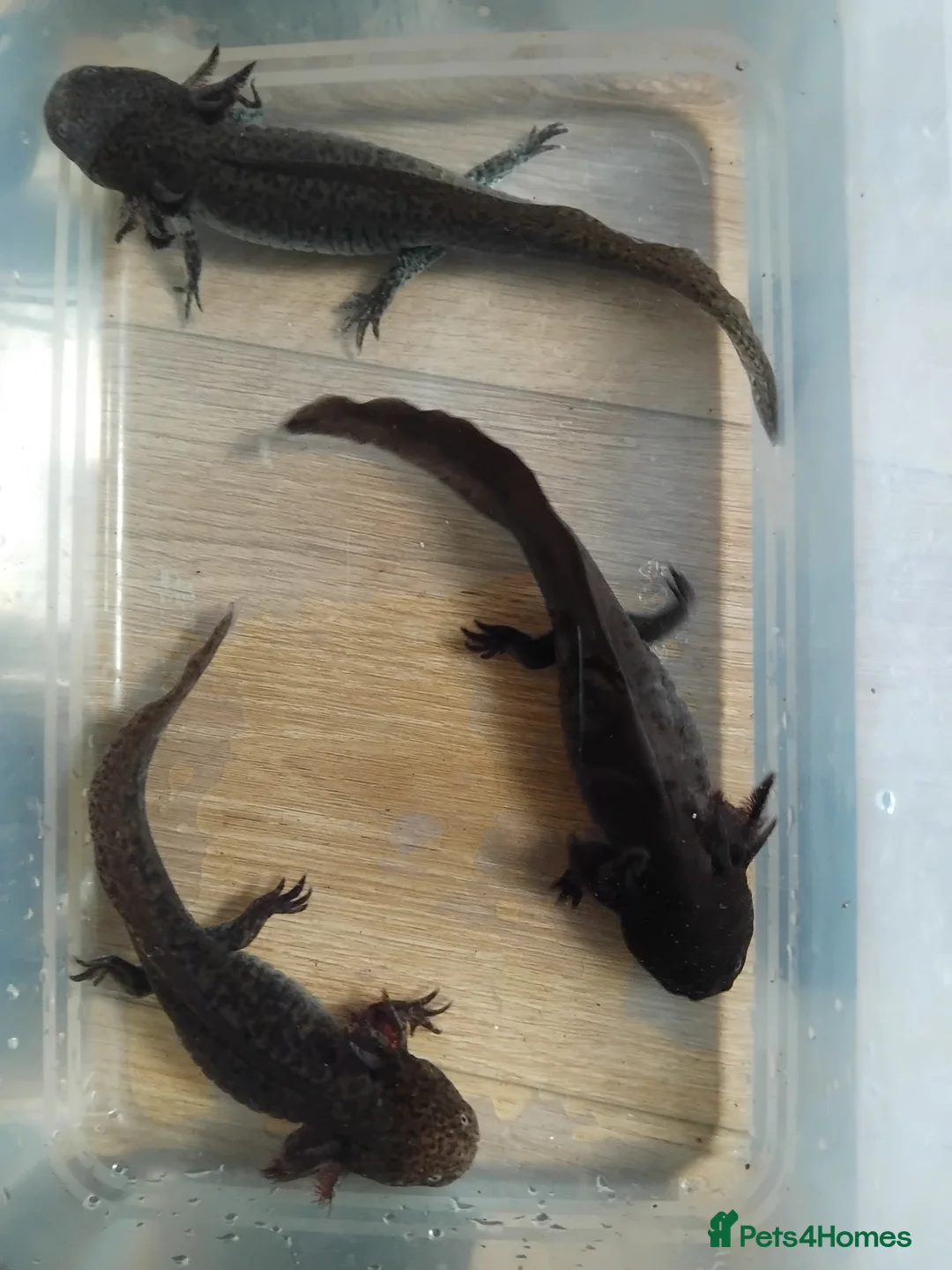 Axolotl reptiles for sale: Female Axolotls 11 mnths old - Advert 5