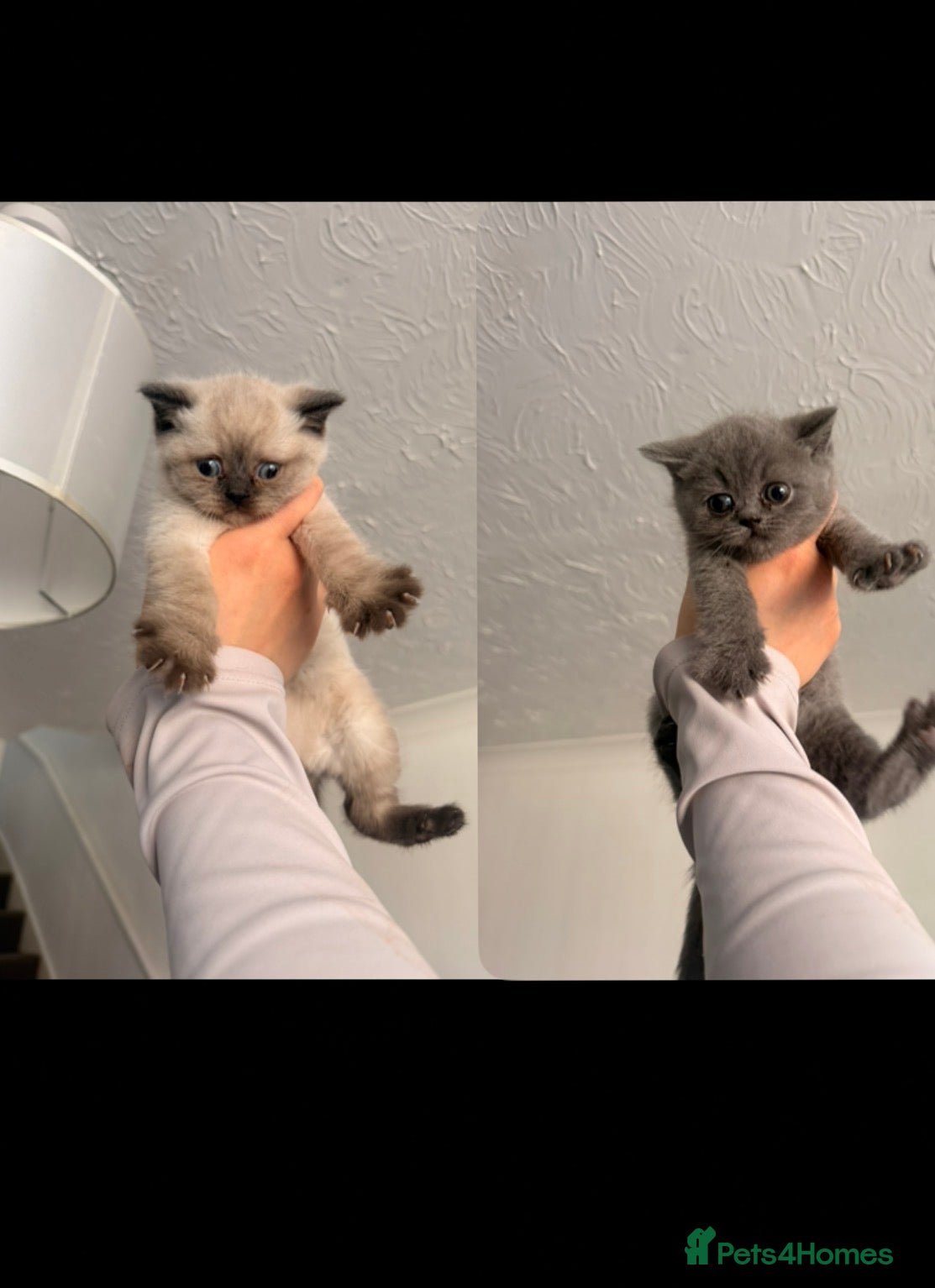 British Shorthair cats BRITISH SHORTHAIRxSCOTTISH FOLD blue,white Siamese - Advert 4