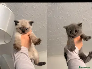 British Shorthair cats BRITISH SHORTHAIRxSCOTTISH FOLD blue,white Siamese - Advert 6
