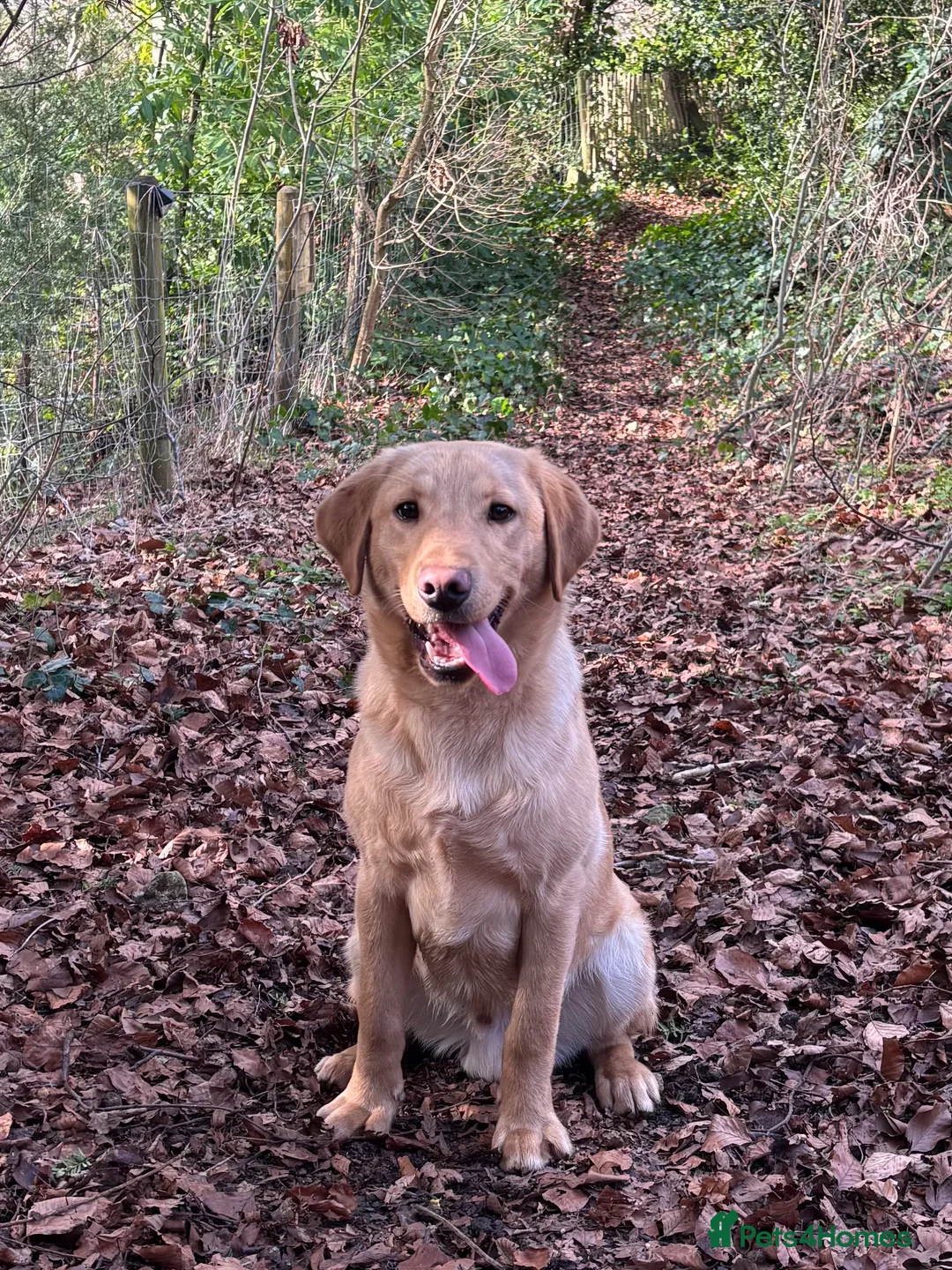 Labrador Retriever dogs for sale: Family Trained Male Yellow Labrador 7 Months - Advert 1