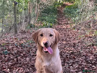 Labrador Retriever dogs Family Trained Male Yellow Labrador 7 Months - Advert 14