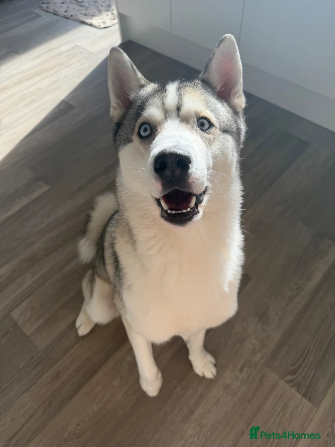 Siberian Husky dogs for sale: Koda  in Boston - Advert 1