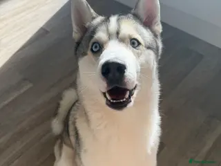 Siberian Husky dogs Koda - Advert 1