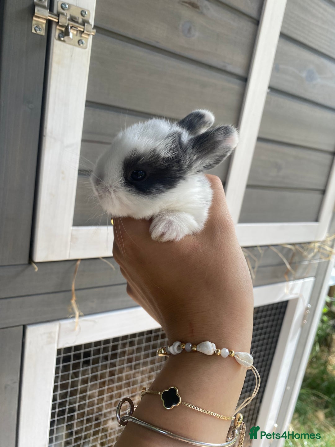 English Spot rabbits for sale: gorgeous lop x English spot - Image 6