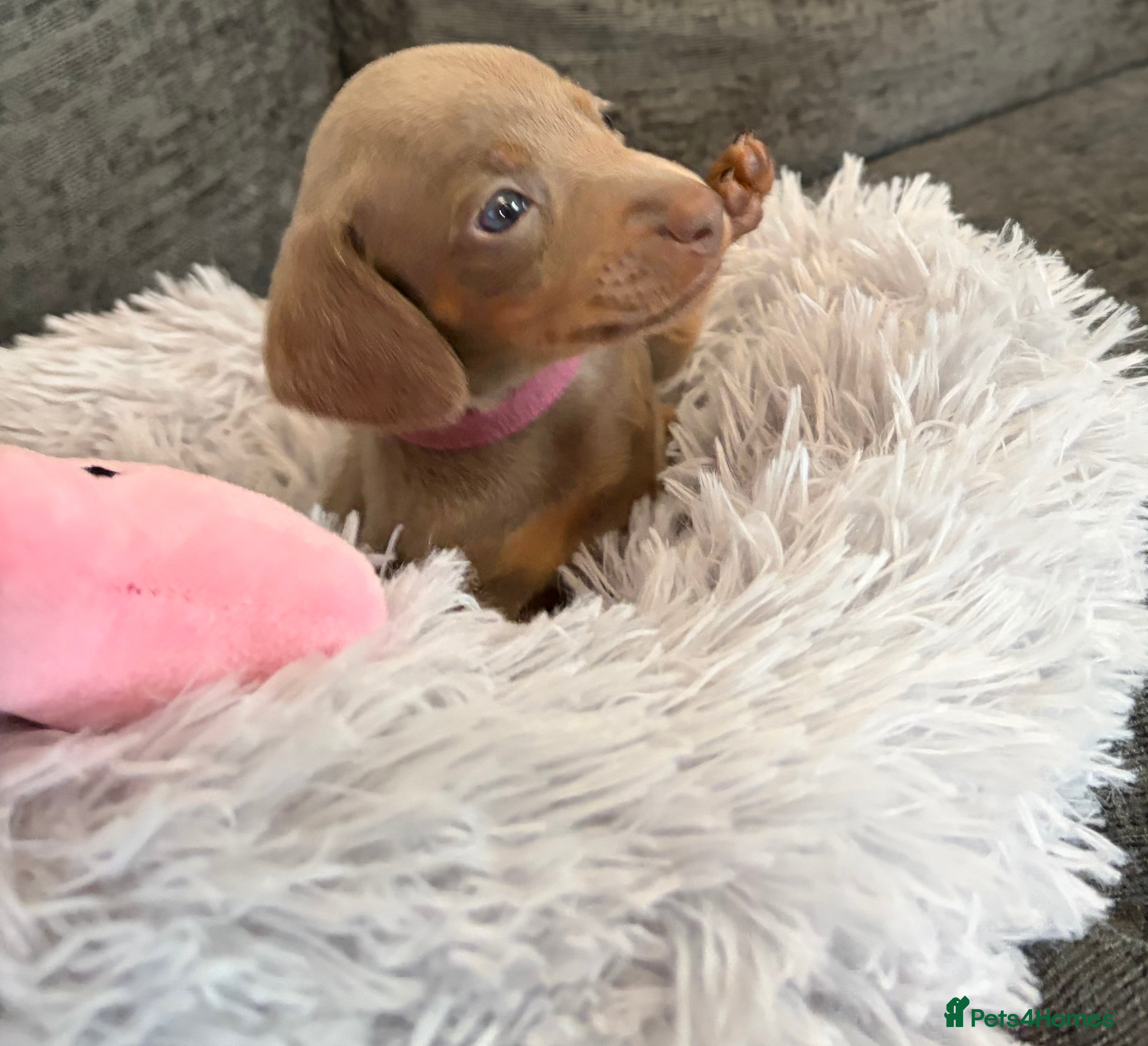 Miniature Dachshund dogs KC registered miniature dachshund pups smooth coat - Advert 3