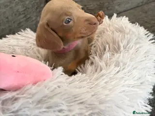 Miniature Dachshund dogs KC registered miniature dachshund pups smooth coat - Advert 3