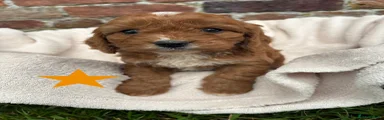 Cavapoo 2