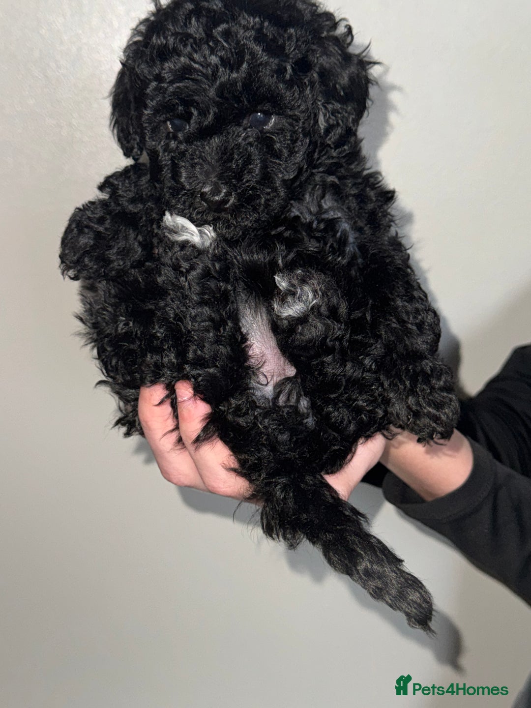 Toy Poodle dogs for sale: Beautiful Toy Poodle Puppies - Ready to reserve - Advert 3