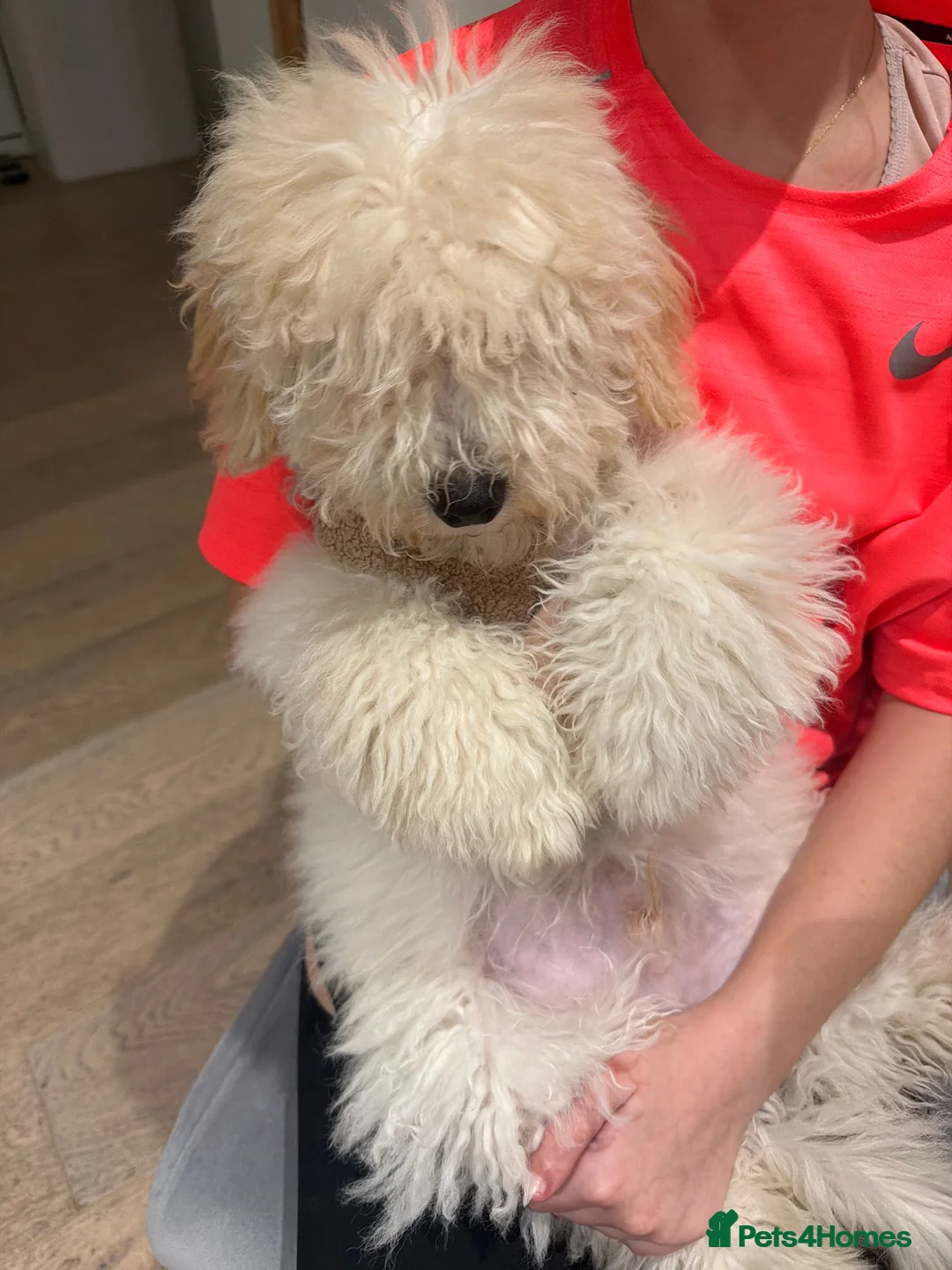 Maltipoo dogs for sale: 5‑Month‑Old Maltipooo Looking for a Loving Home - Advert 16