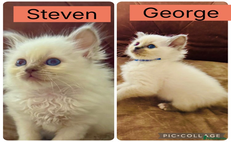 Birman cats - Advert 1