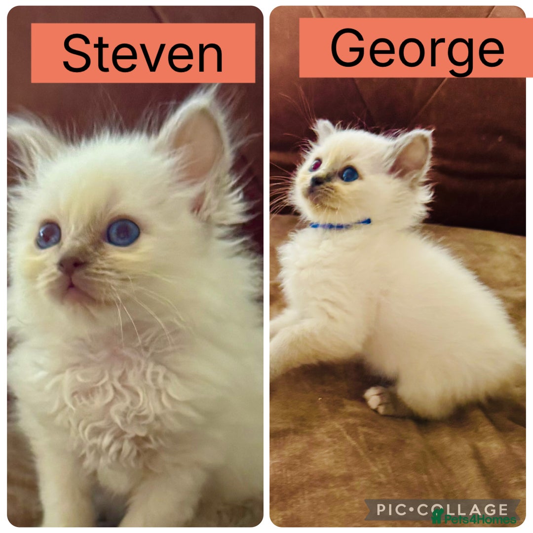 Birman cats for sale: Beautiful Birman Kittens - Image 1