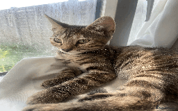 Bengal cats for sale: Cute 14-Week Bengal Kitten - Full Setup Included! - Image 1