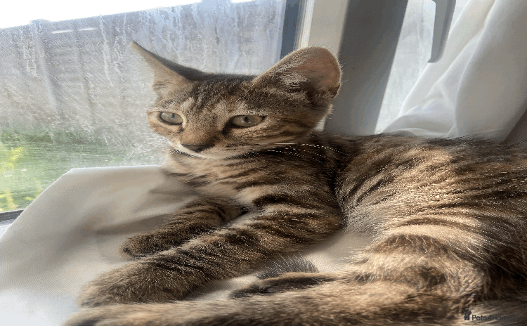 Bengal cats - Advert 15