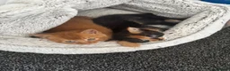 British Shorthair cats for sale: two very sweet male kittens  - Advert 9
