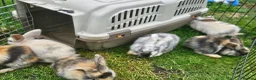 Mixed Breed rabbits for sale: Mixed breed lops for sale. Ready Monday  in Mansfield - Advert 11