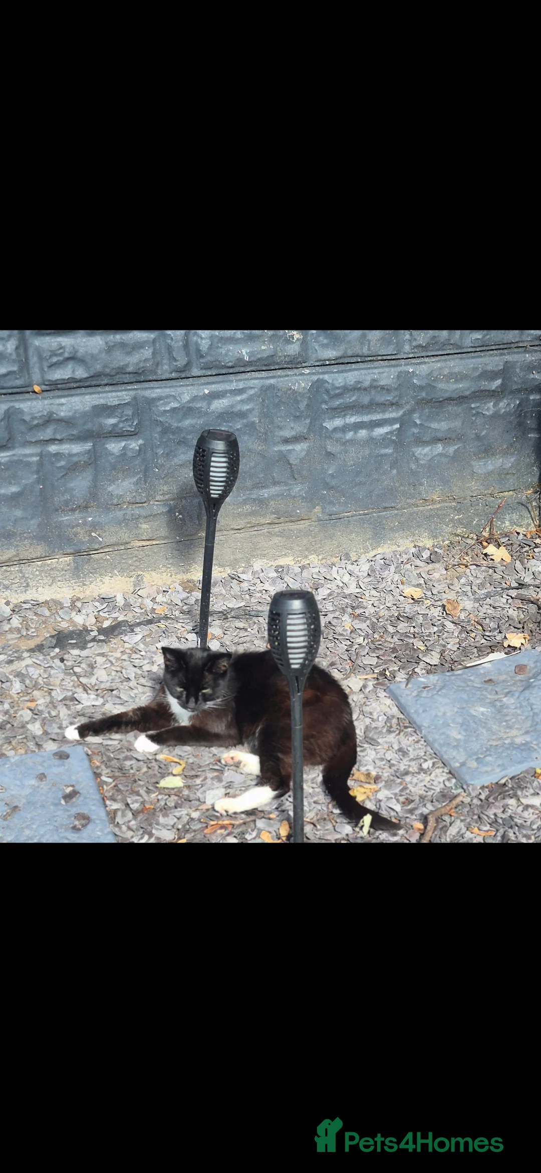 Mixed Breed cats for sale: Female adult cat and two kittens  - Advert 2
