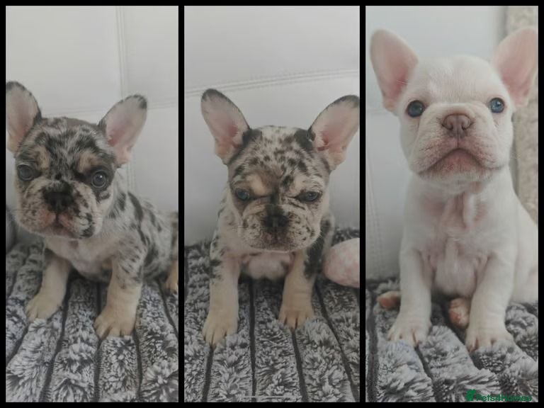 French Bulldog dogs  Exceptional French Bulldog Puppies - Advert 5