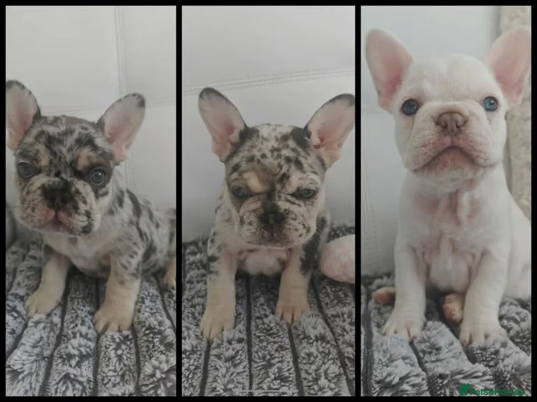 French Bulldog dogs for sale:  Exceptional French Bulldog Puppies - Advert 1