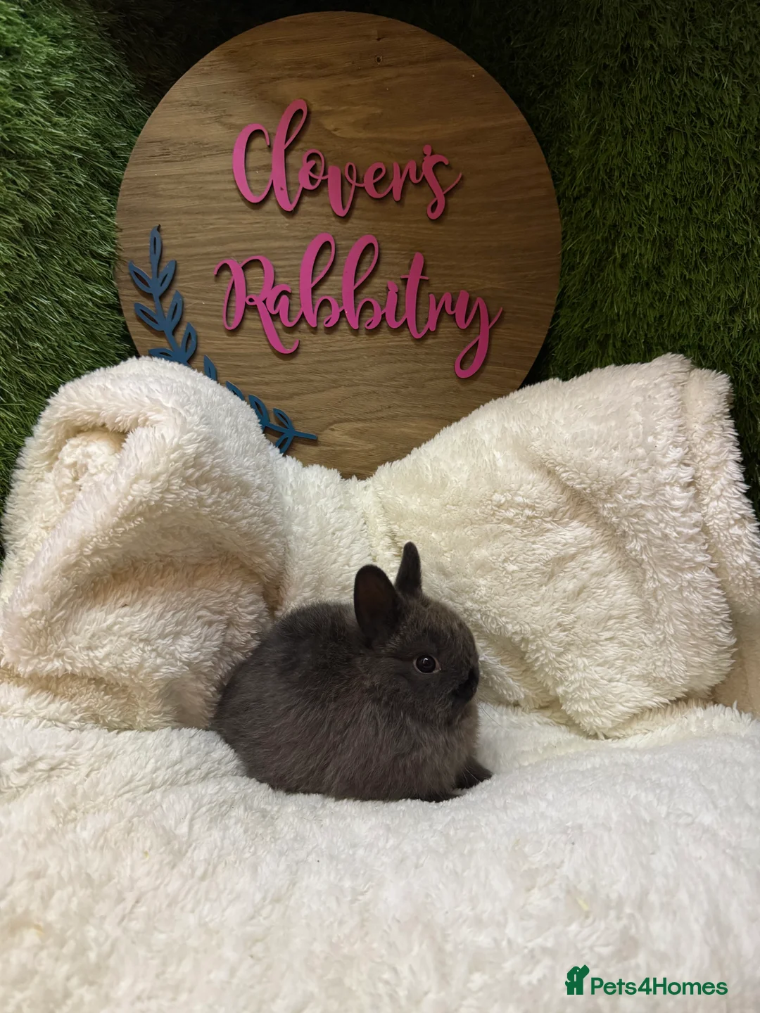 Netherland Dwarf rabbits for sale: Pedigree Neverland dwarfs only 2 males left  - Advert 2