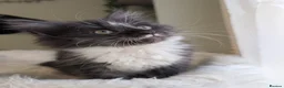 Maine Coon cats for sale: Two beautiful girls available  - Advert 2