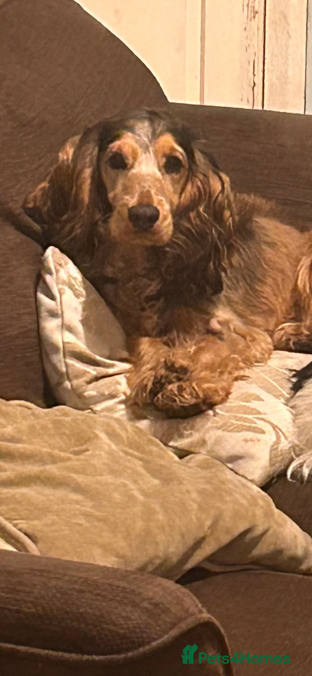 Cocker Spaniel dogs for sale: 9 month old Cocker Spaniel looking for new home.  - Advert 2