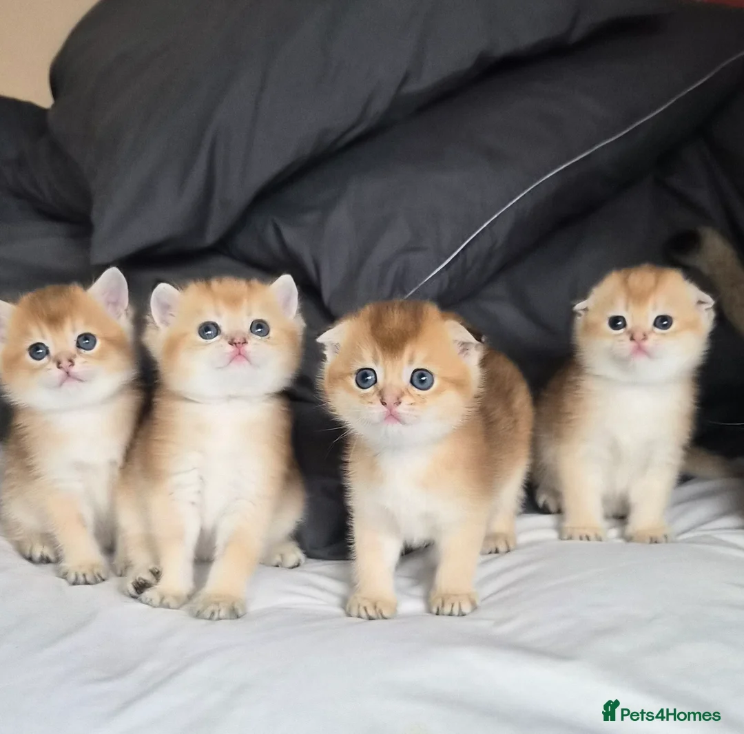 Scottish Fold cats for sale: Pedigree Golden shaded Scottish kittens - Advert 2