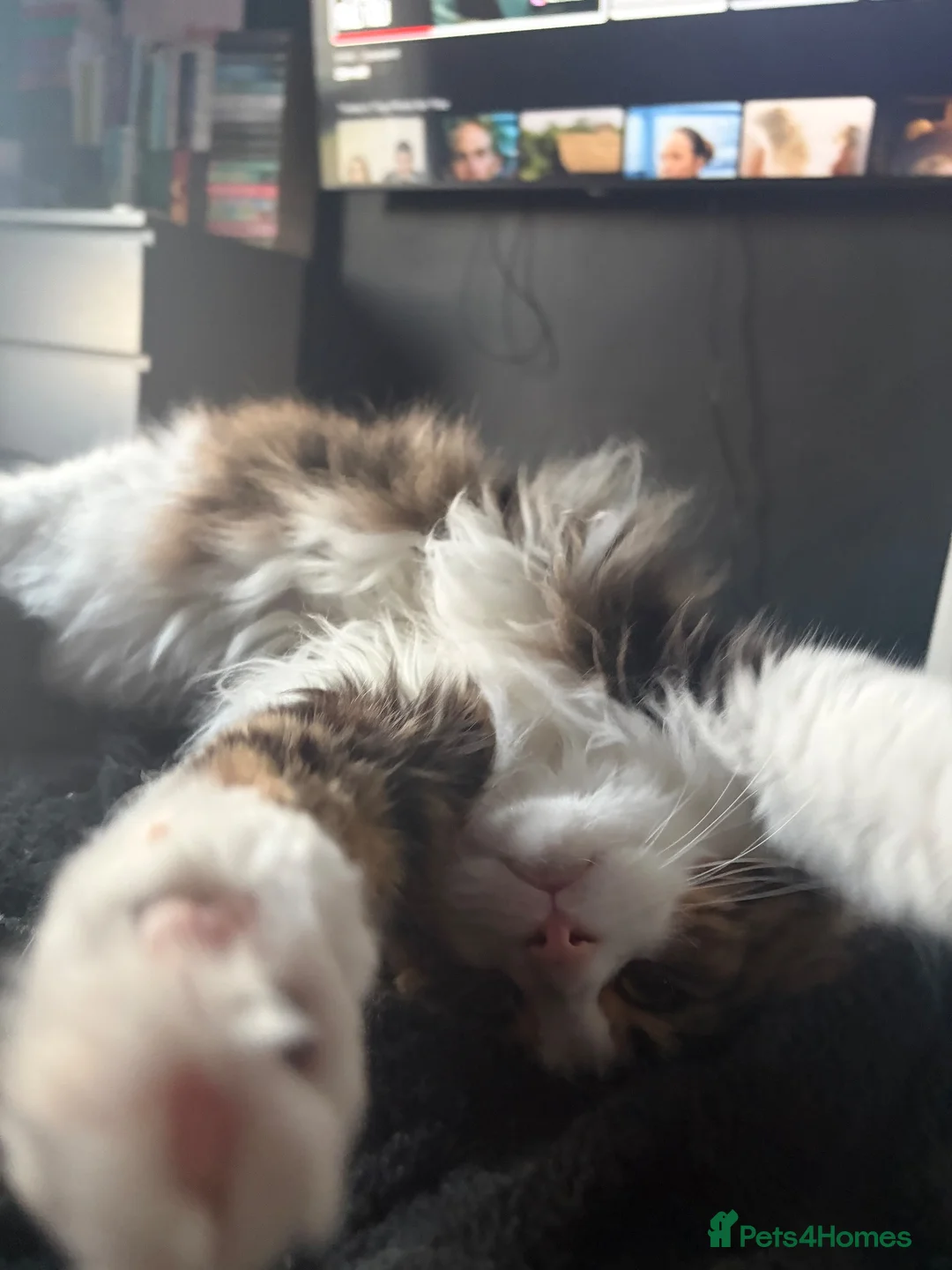 Mixed Breed cats for sale: Rehome - Advert 2