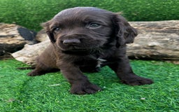 Cocker Spaniel dogs for sale: WORKING dna clear cocker spaniels  - Image 16
