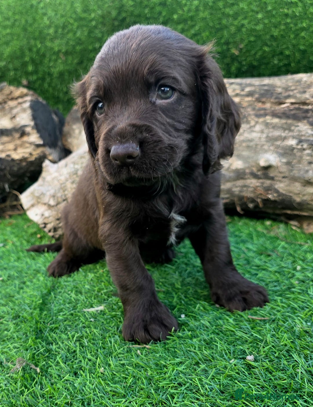 Cocker Spaniel dogs for sale: WORKING dna clear cocker spaniels  - Image 16