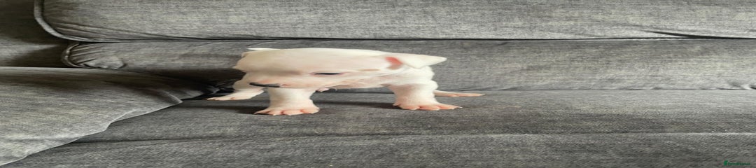 Staffordshire Bull Terrier Puppy 6