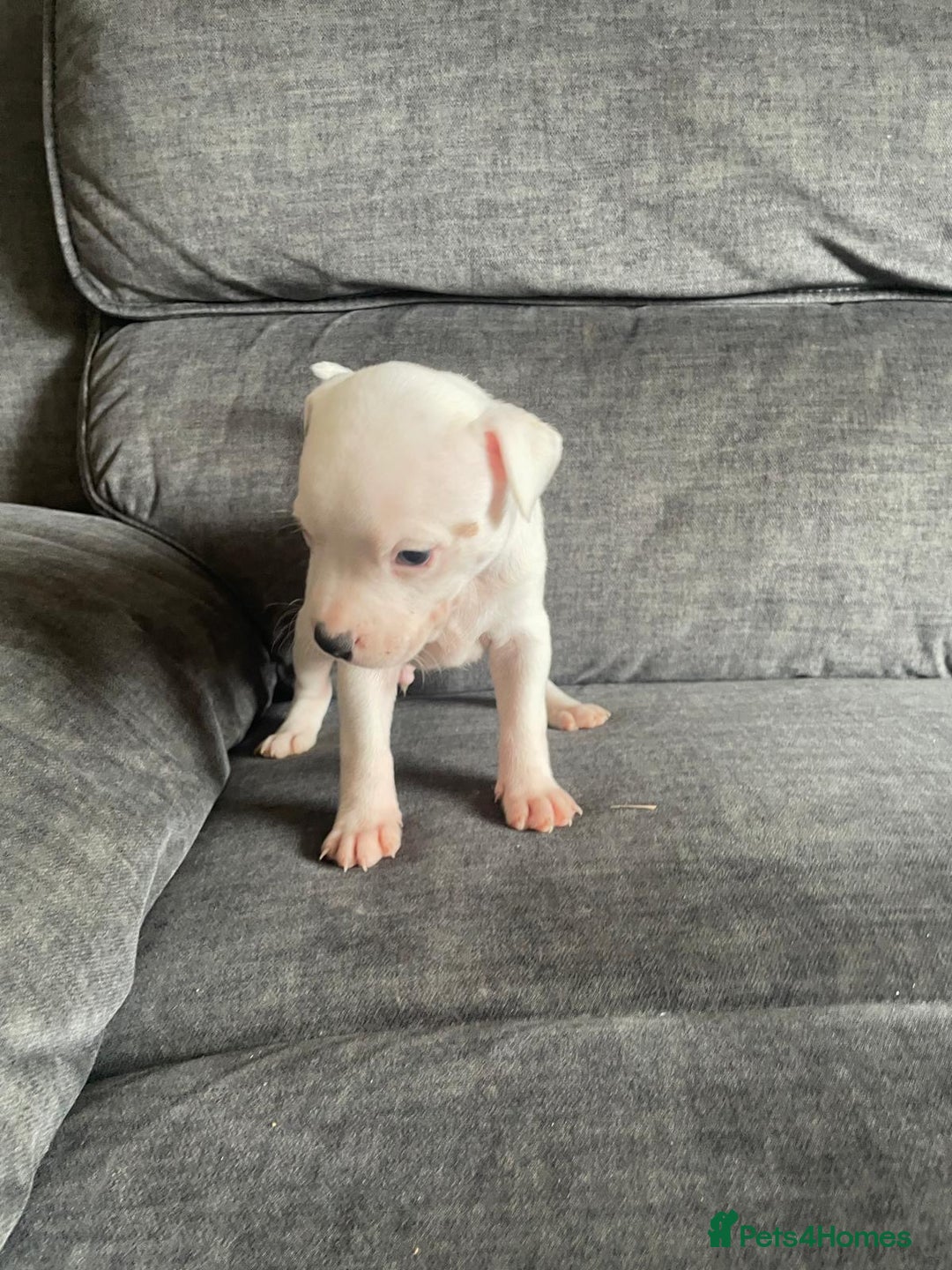Staffordshire Bull Terrier dogs for sale: Beautiful staff pups for sale - Image 7