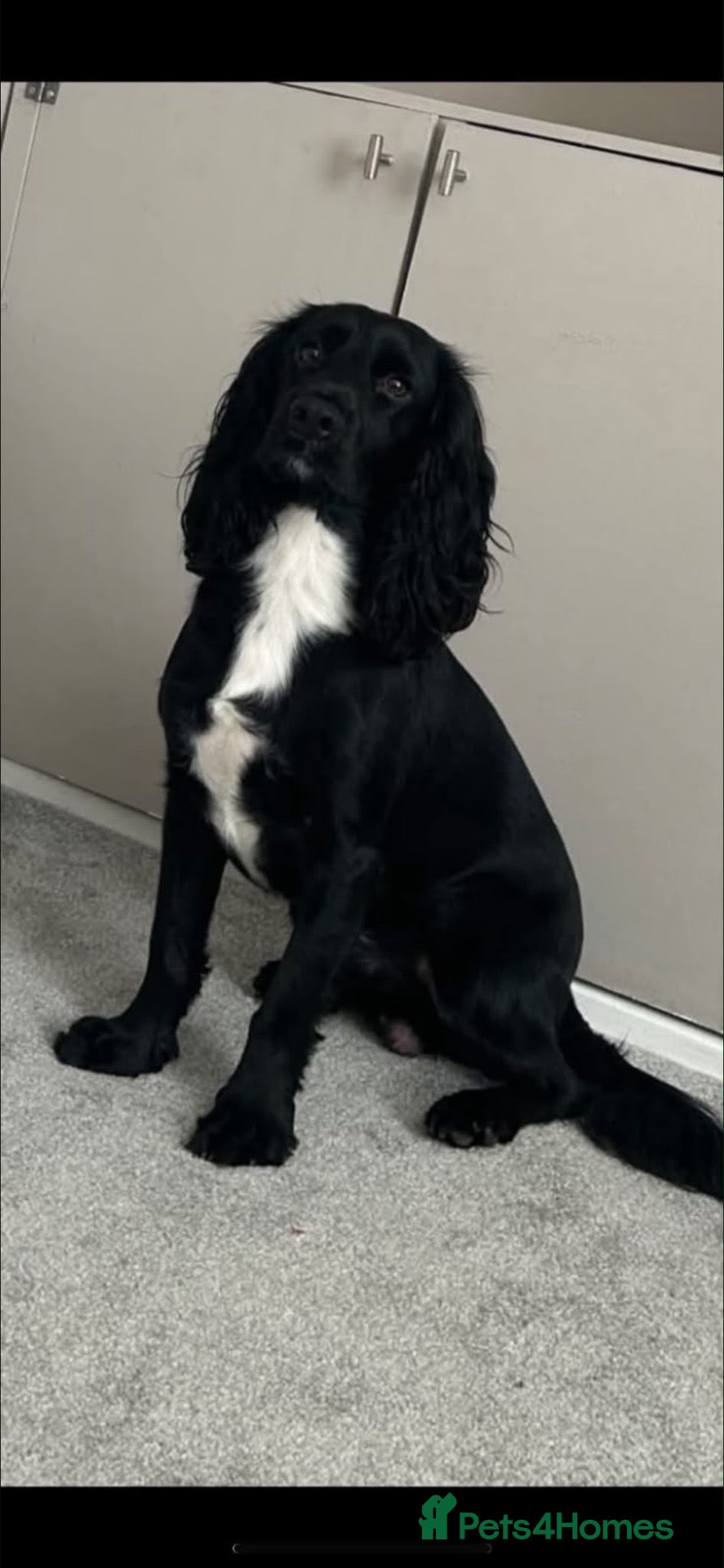 Cocker Spaniel dogs for sale: 1 & half year old cocker dog for sale  - Advert 1