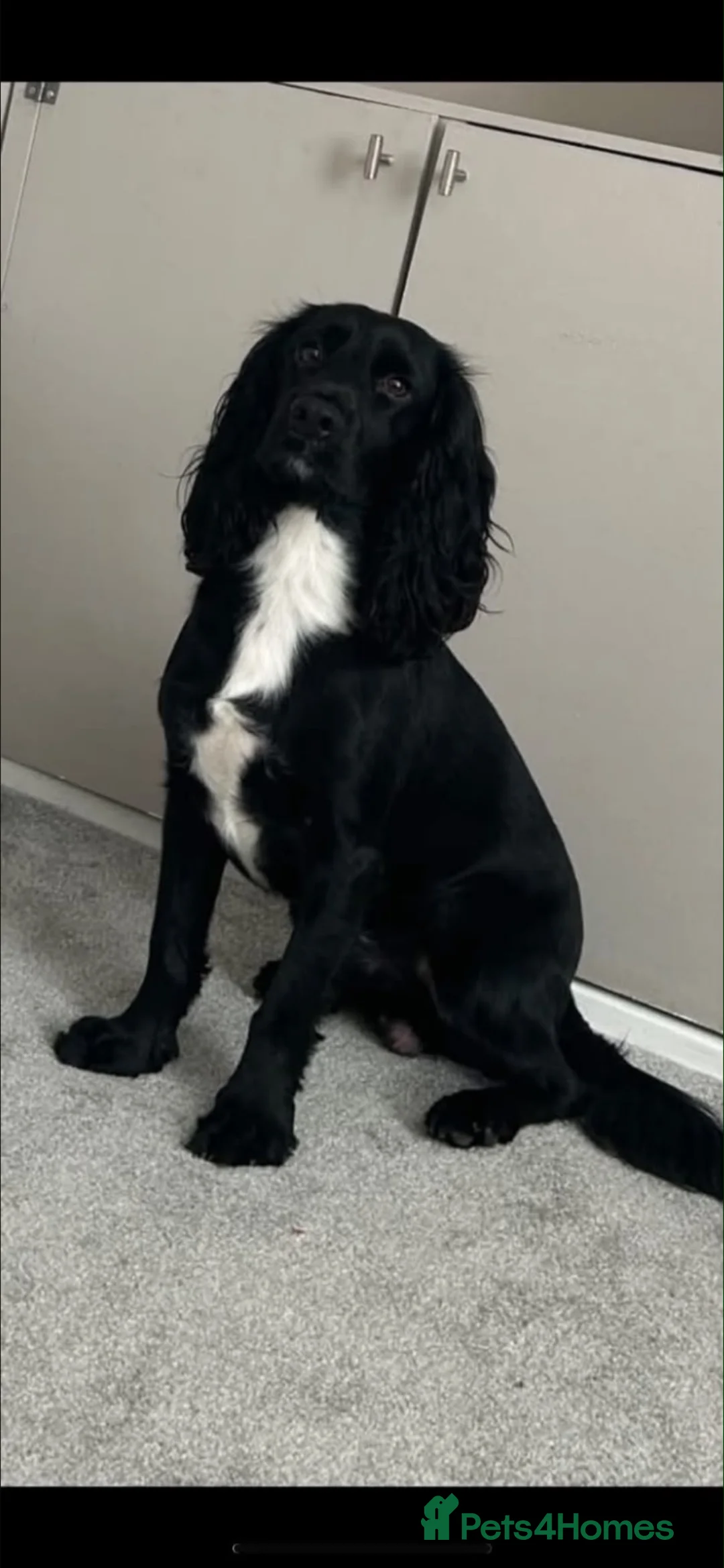Cocker Spaniel dogs for sale: 1 & half year old cocker dog for sale  - Advert 1