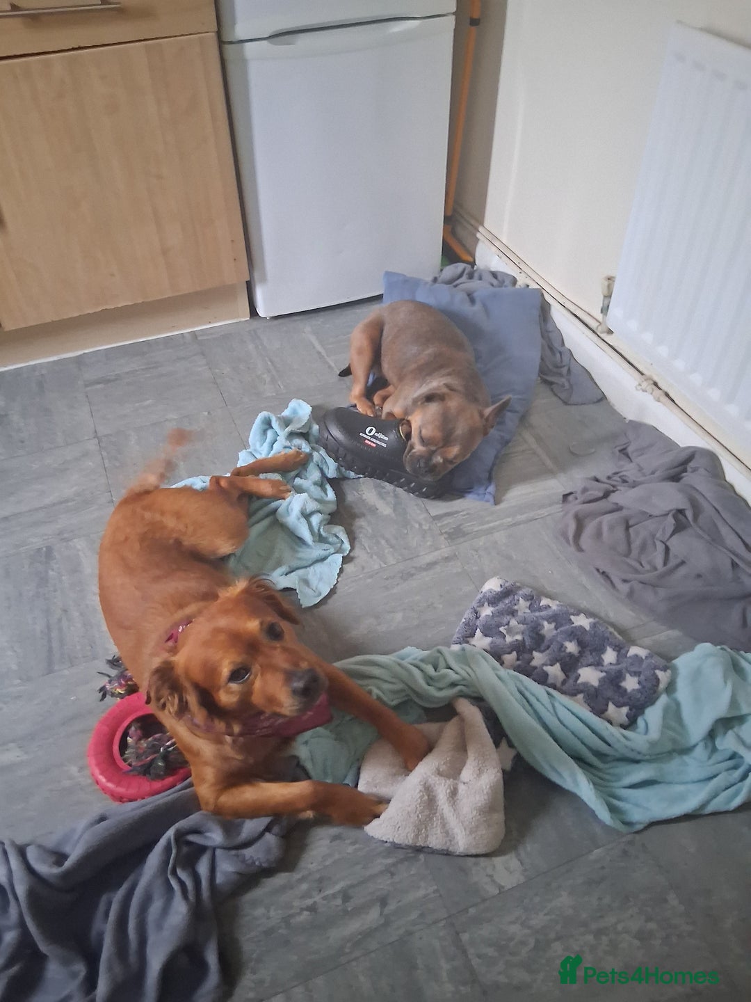 Mixed Breed dogs for sale: French x staffy cocker spaniel  - Image 10
