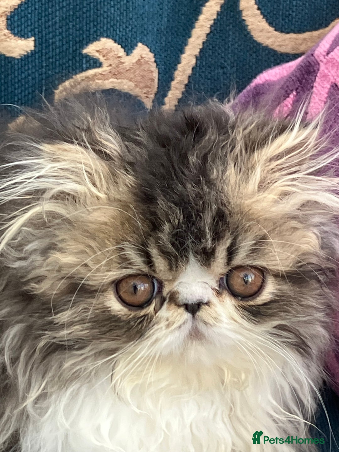 Persian cats for sale: GCCF registered Pure Persian Kittens  - Advert 3